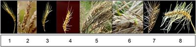 Targeted Haplotype Comparisons between South African Wheat Cultivars Appear Predictive of Pre-harvest Sprouting Tolerance